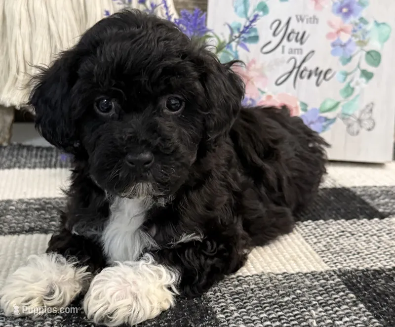 Laporte – Havanese, Poodle - Toy  puppy for sale in Shipshewana, IN