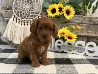 Kullin, a male Cavalier King Charles Spaniel and Poodle - Toy  for sale in Shipshewana, IN – 3 of 6