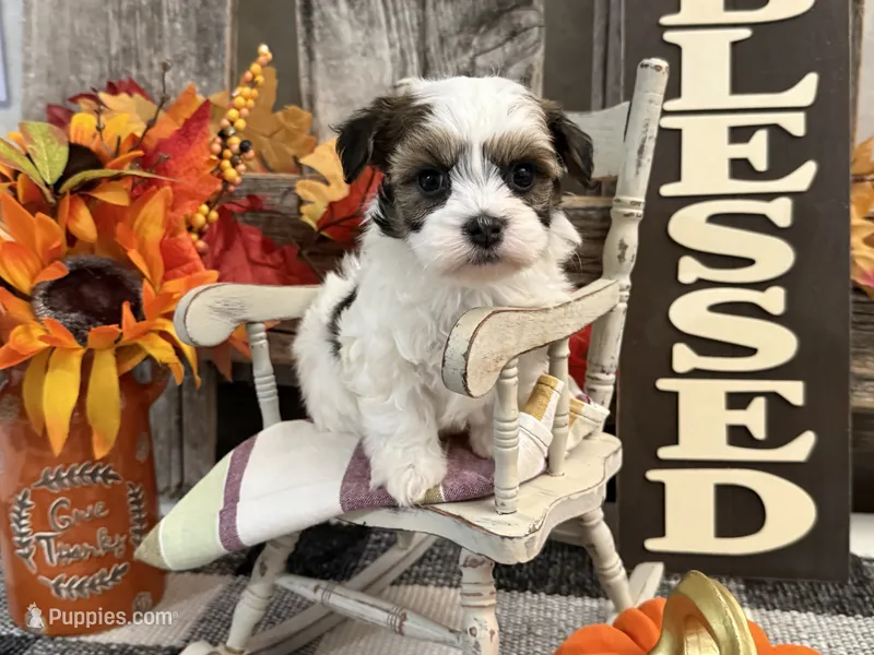 Rawlings – Havanese puppy for sale in Shipshewana, IN