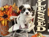 Rawlings, a male Havanese for sale in Shipshewana, IN – 1 of 6