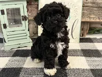 Lance, a male Havanese and Poodle - Toy  for sale in Shipshewana, IN – 3 of 6