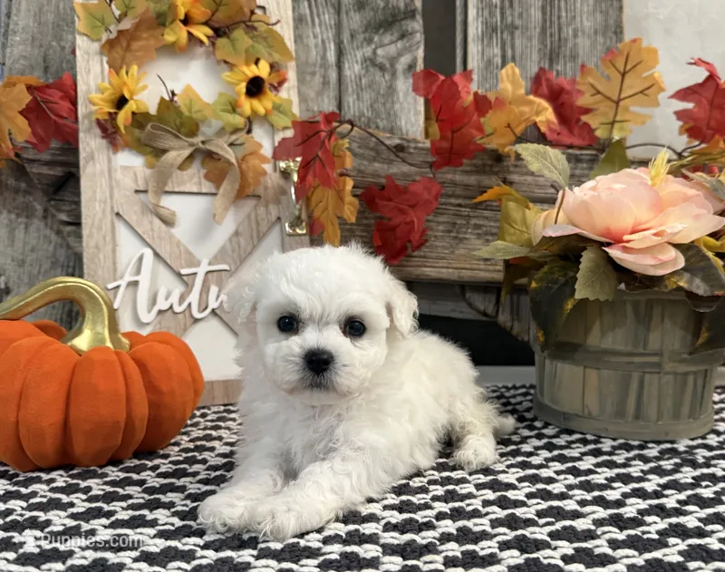 Satchel – Bichon Frise puppy for sale in Shipshewana, IN