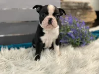 Armour, a male Boston Terrier for sale in Shipshewana, IN – Photo 2 of 4