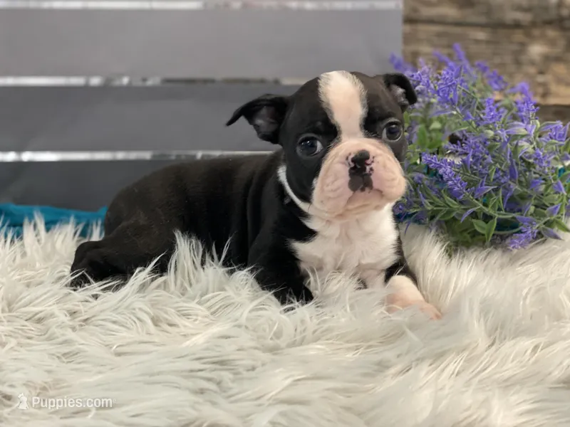 Armour – Boston Terrier puppy for sale in Shipshewana, IN