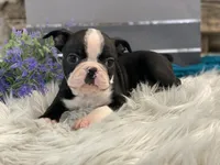 Armour, a male Boston Terrier for sale in Shipshewana, IN – Photo 4 of 4