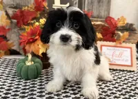 Nica, a female Cavachon for sale in Shipshewana, IN – 2 of 6