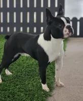 Juneau, a female Boston Terrier for sale in Shipshewana, IN – Photo 5 of 6