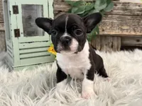 Juneau, a female Boston Terrier for sale in Shipshewana, IN – Photo 4 of 6