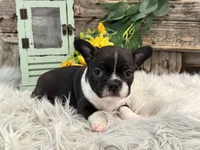 Juneau, a female Boston Terrier for sale in Shipshewana, IN – Photo 3 of 6