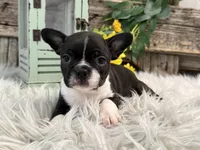 Juneau, a female Boston Terrier for sale in Shipshewana, IN – Photo 2 of 6