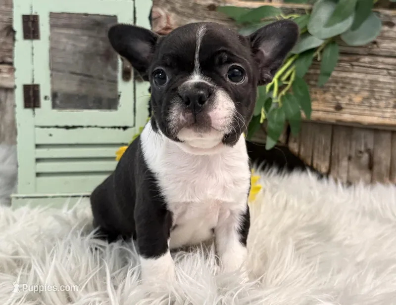 Juneau – Boston Terrier puppy for sale in Shipshewana, IN