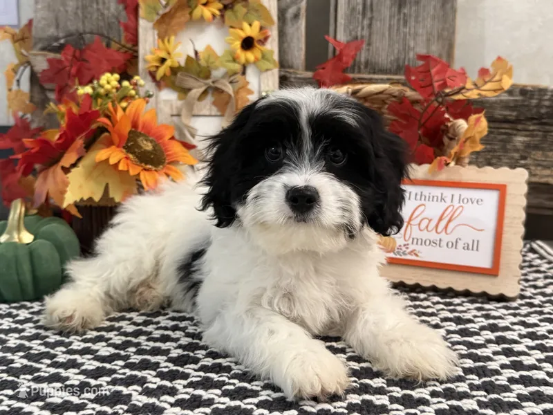 Niles – Bichon Frise, Cavalier King Charles Spaniel puppy for sale in Shipshewana, IN