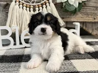 Newton, a male Bichon Frise and Cavalier King Charles Spaniel for sale in Shipshewana, IN – 2 of 6