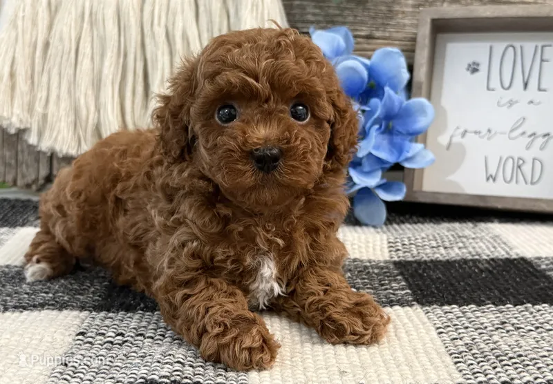 Buckley – Poodle - Toy  puppy for sale in Shipshewana, IN