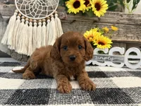 Kullin, a male Cavalier King Charles Spaniel and Poodle - Toy  for sale in Shipshewana, IN – 4 of 6
