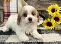 Delight, a female Bichon Frise and Cavalier King Charles Spaniel for sale in Shipshewana, IN – 3 of 6