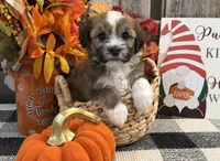 Rafe, a male Havanese for sale in Shipshewana, IN – 1 of 6