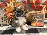Rythmn, a female Havanese for sale in Shipshewana, IN – 3 of 6