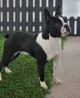 Olive, a female Boston Terrier for sale in Shipshewana, IN – 7 of 7