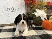 Julian, a male Cavalier King Charles Spaniel for sale in Shipshewana, IN – 4 of 6