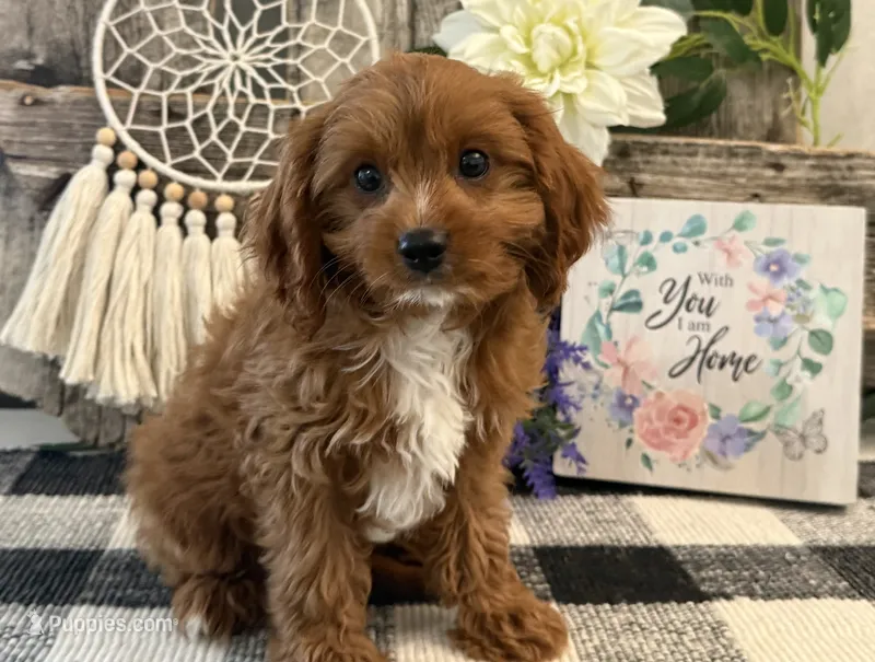 Penn – Cavalier King Charles Spaniel, Poodle - Toy  puppy for sale in Shipshewana, IN