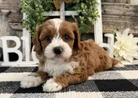 Leota, a female Cavalier King Charles Spaniel and Poodle - Miniature  for sale in Shipshewana, IN – Photo 4 of 6