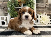 Leota, a female Cavalier King Charles Spaniel and Poodle - Miniature  for sale in Shipshewana, IN – Photo 2 of 6