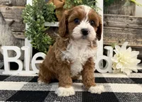Leota, a female Cavalier King Charles Spaniel and Poodle - Miniature  for sale in Shipshewana, IN – Photo 3 of 6