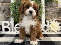 Leota, a female Cavalier King Charles Spaniel and Poodle - Miniature  for sale in Shipshewana, IN – Photo 1 of 6