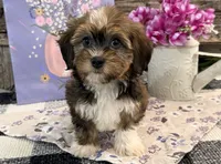 Felicity, a female Havanese for sale in Shipshewana, IN – 2 of 6
