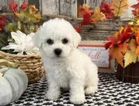 Sheely, a female Bichon Frise for sale in Shipshewana, IN – 2 of 6