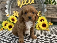 Penn, a male Cavalier King Charles Spaniel and Poodle - Toy  for sale in Shipshewana, IN – 4 of 5
