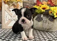 Petra, a female Boston Terrier for sale in Shipshewana, IN – 3 of 7