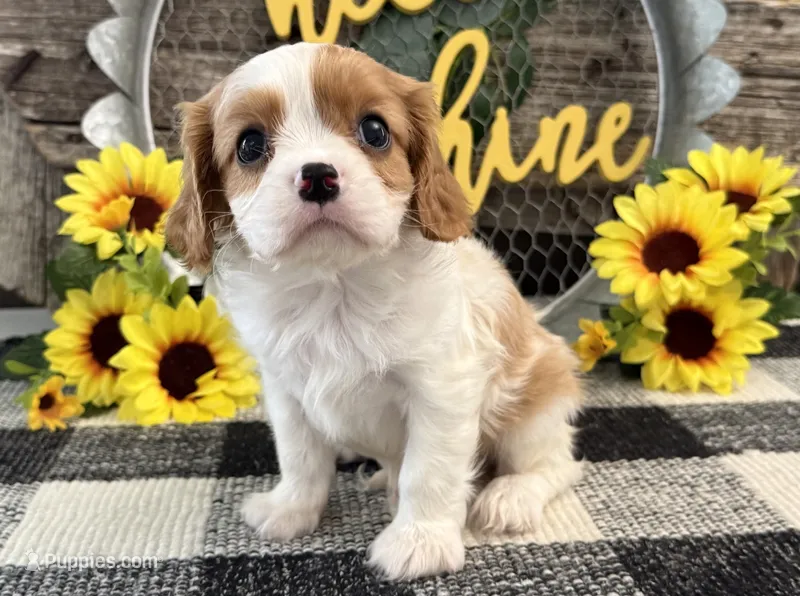 Maverick – Cavalier King Charles Spaniel puppy for sale in Shipshewana, IN