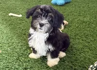 Rio, a male Havanese for sale in Shipshewana, IN – 5 of 7