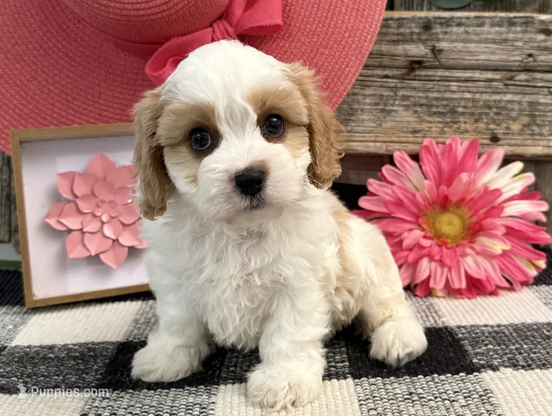Devine – Bichon Frise, Cavalier King Charles Spaniel puppy for sale in Shipshewana, IN