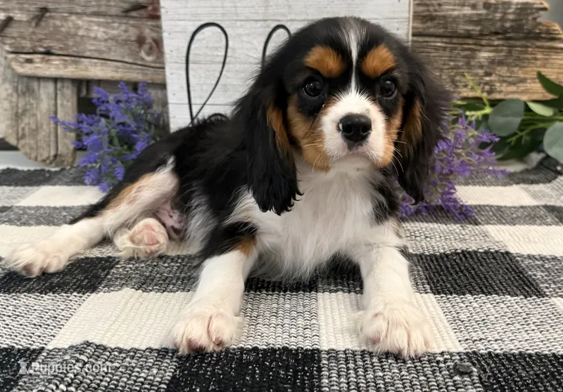 Zorro – Cavalier King Charles Spaniel puppy for sale in Shipshewana, IN