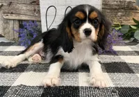 Zorro, a male Cavalier King Charles Spaniel for sale in Shipshewana, IN – 1 of 6