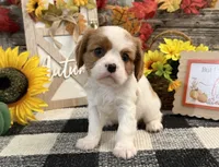 Juliette, a female Cavalier King Charles Spaniel for sale in Shipshewana, IN – 4 of 6