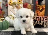Delia, a female Bichon Frise for sale in Shipshewana, IN – 4 of 6