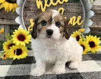 Denim, a male Bichon Frise and Cavalier King Charles Spaniel for sale in Shipshewana, IN – 4 of 6