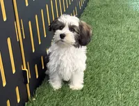Remington, a male Havanese for sale in Shipshewana, IN – 3 of 7