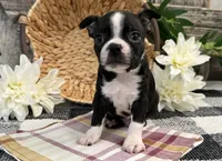 Osborn, a male Boston Terrier for sale in Shipshewana, IN – 4 of 7