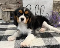Zorro, a male Cavalier King Charles Spaniel for sale in Shipshewana, IN – 2 of 6