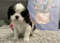 Octavia, a female Cavalier King Charles Spaniel for sale in Shipshewana, IN – Photo 3 of 3