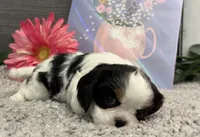 Octavia, a female Cavalier King Charles Spaniel for sale in Shipshewana, IN – Photo 2 of 3