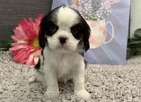 Octavia, a female Cavalier King Charles Spaniel for sale in Shipshewana, IN – Photo 1 of 3