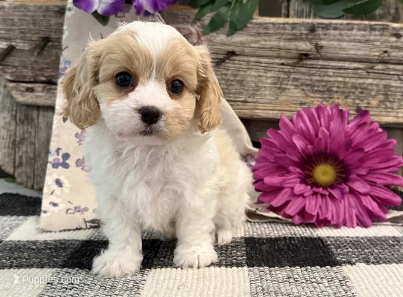 Darby – Bichon Frise, Cavalier King Charles Spaniel puppy for sale in Shipshewana, IN