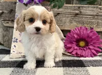 Darby, a female Bichon Frise and Cavalier King Charles Spaniel for sale in Shipshewana, IN – 1 of 6