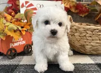 Dirk, a male Bichon Frise for sale in Shipshewana, IN – 2 of 6